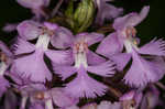 Small purple fringed orchid <BR>Lesser purple fringed orchid